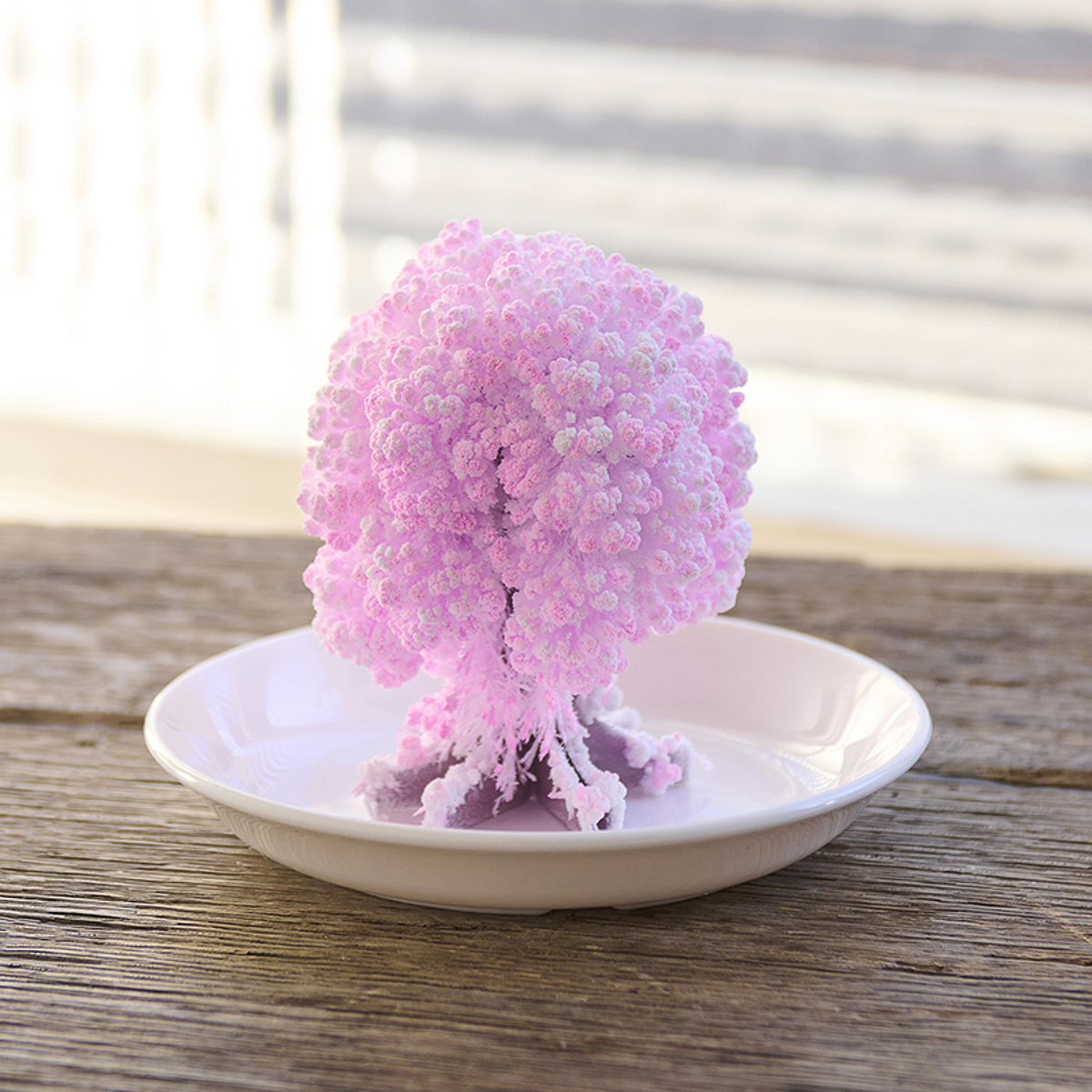 おうちで開花が楽しめる 桜の都 1