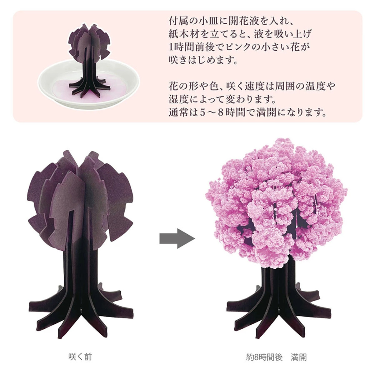 おうちで開花が楽しめる 桜の都 2