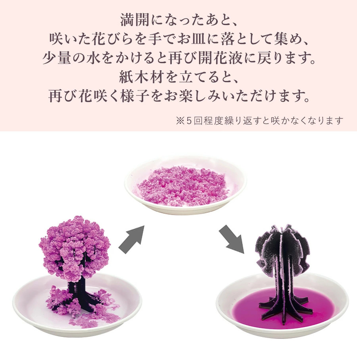 おうちで開花が楽しめる 桜の都 3
