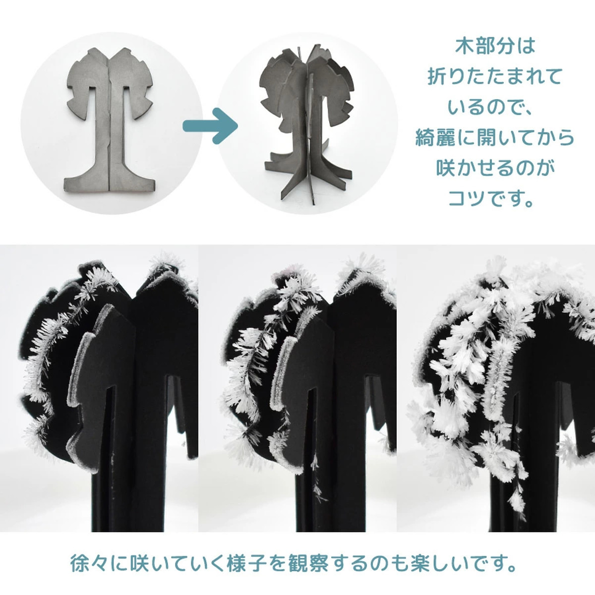 おうちで開花が楽しめる 桜の都 14