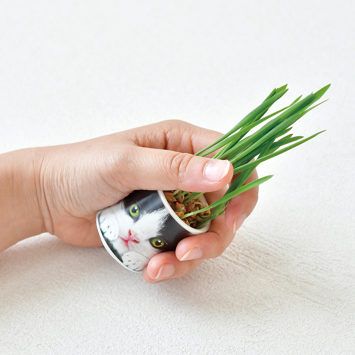 おちょこで猫草 栽培セット 白＆黒＆茶＆グレー 1