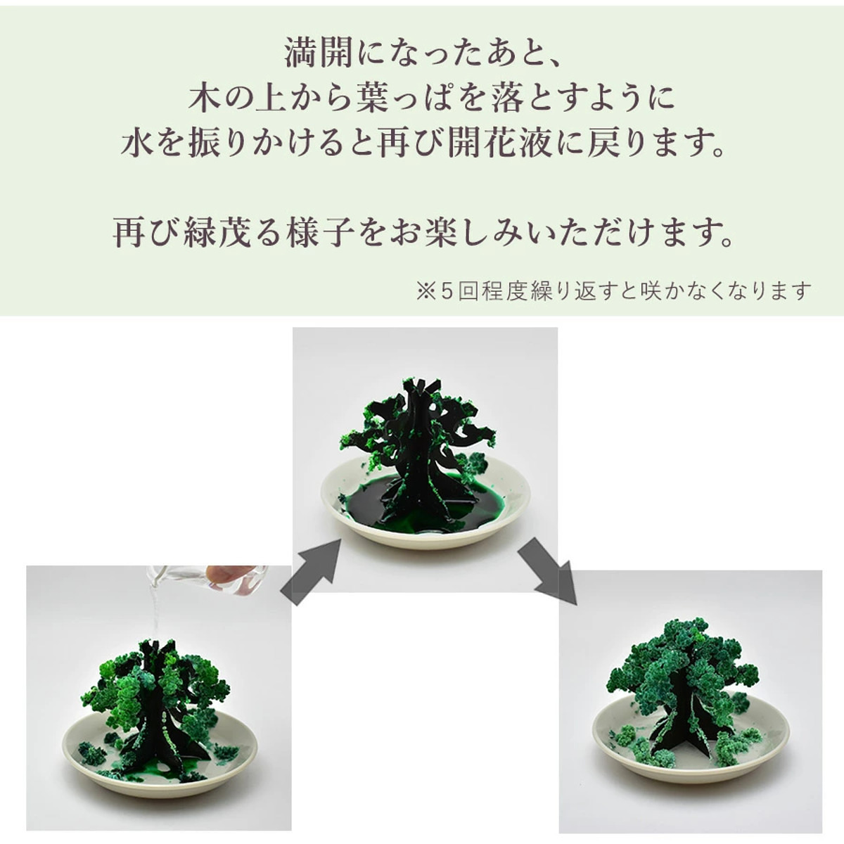 おうちで開花が楽しめる 桜の都 18