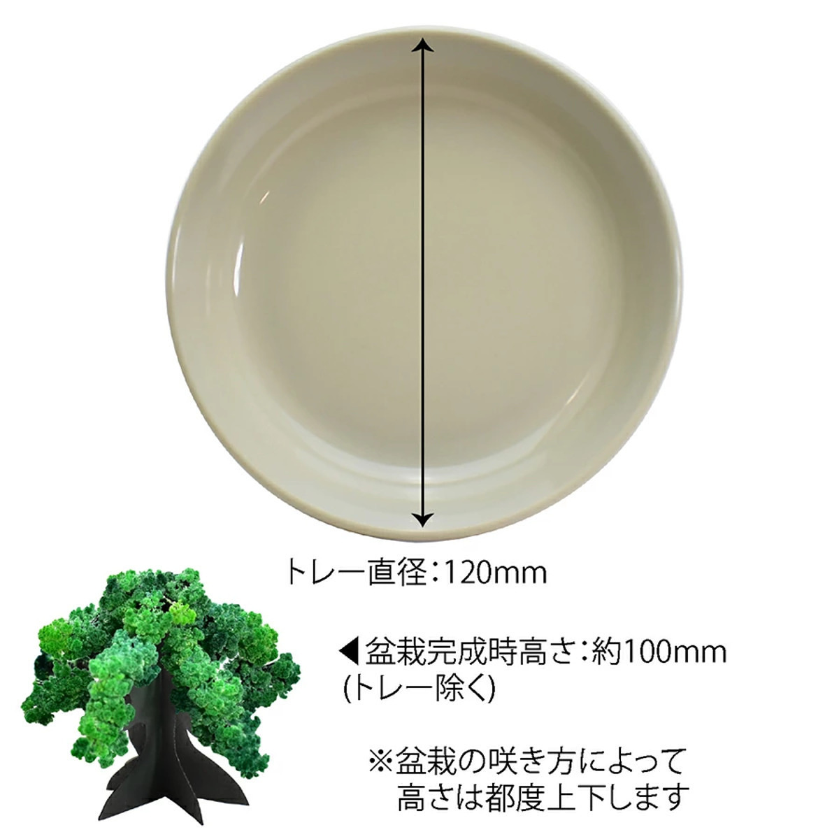おうちで開花が楽しめる 桜の都 19