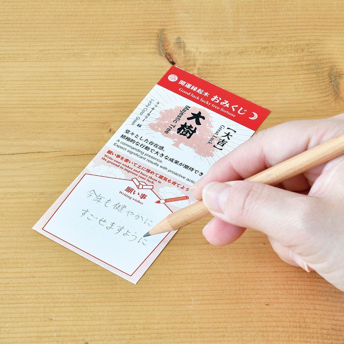 縁起松栽培セット おみくじ付き 1