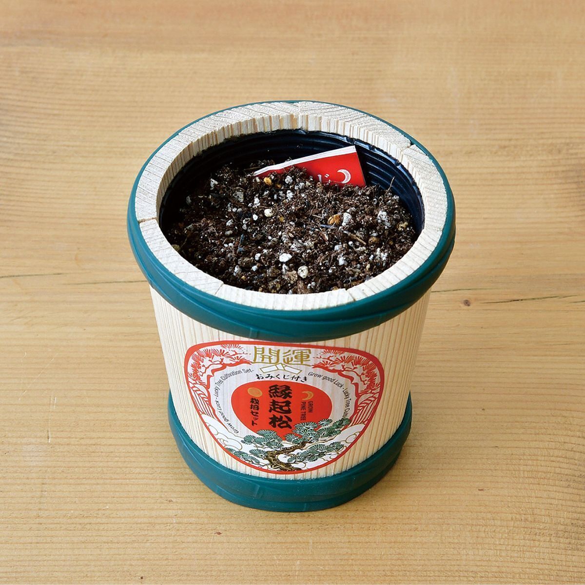 縁起松栽培セット おみくじ付き 2