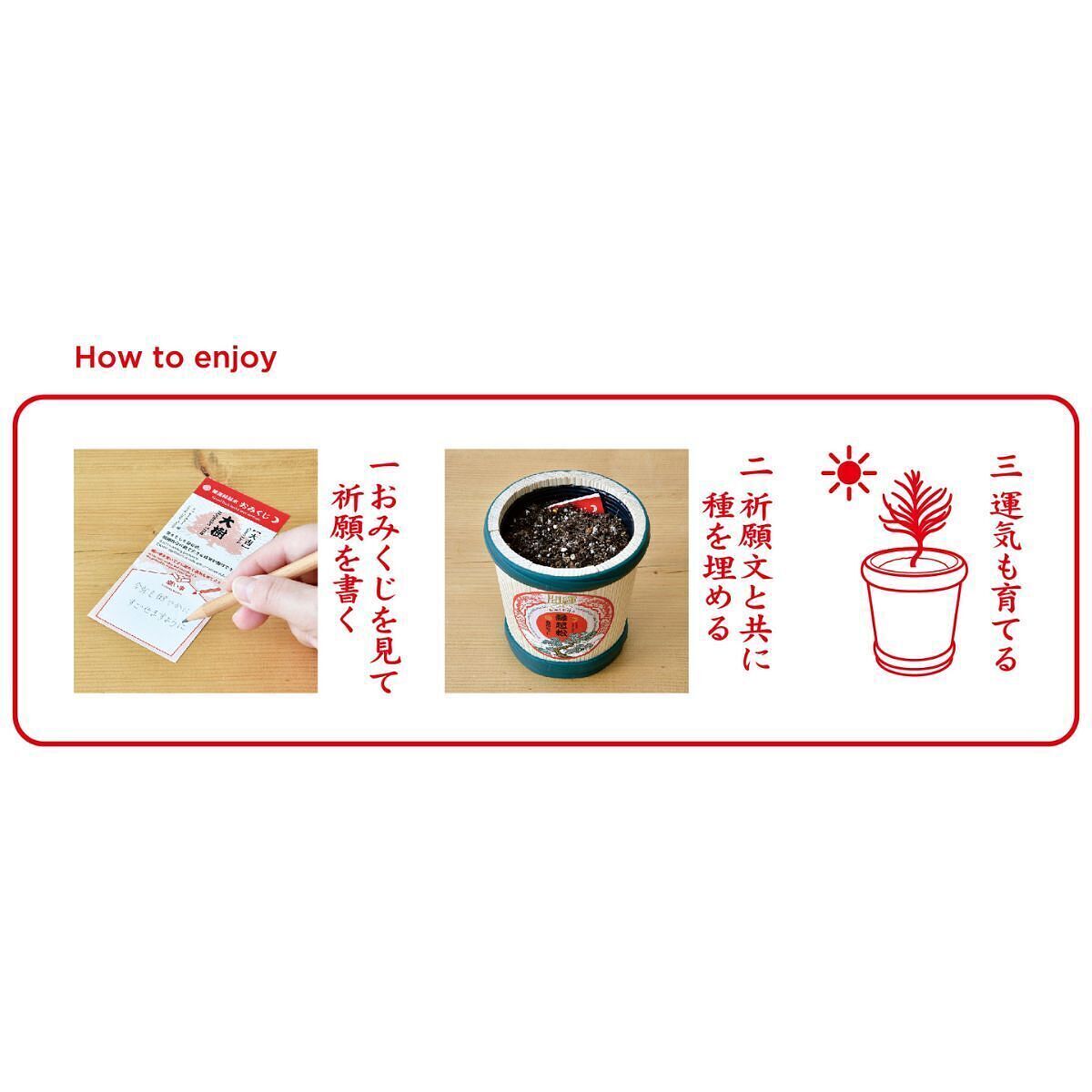 縁起松栽培セット おみくじ付き 4