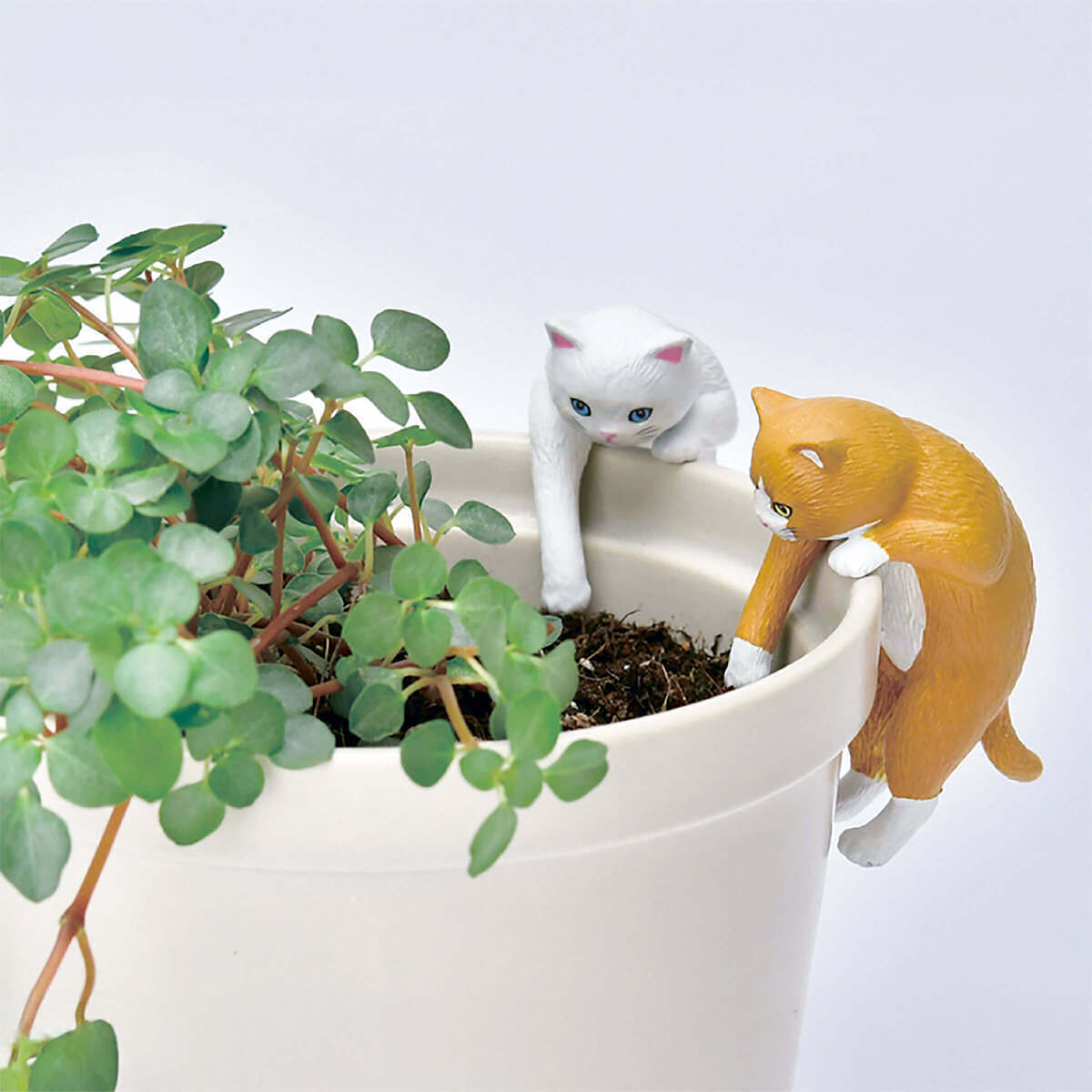 じゃれ猫水草鉢 白 1