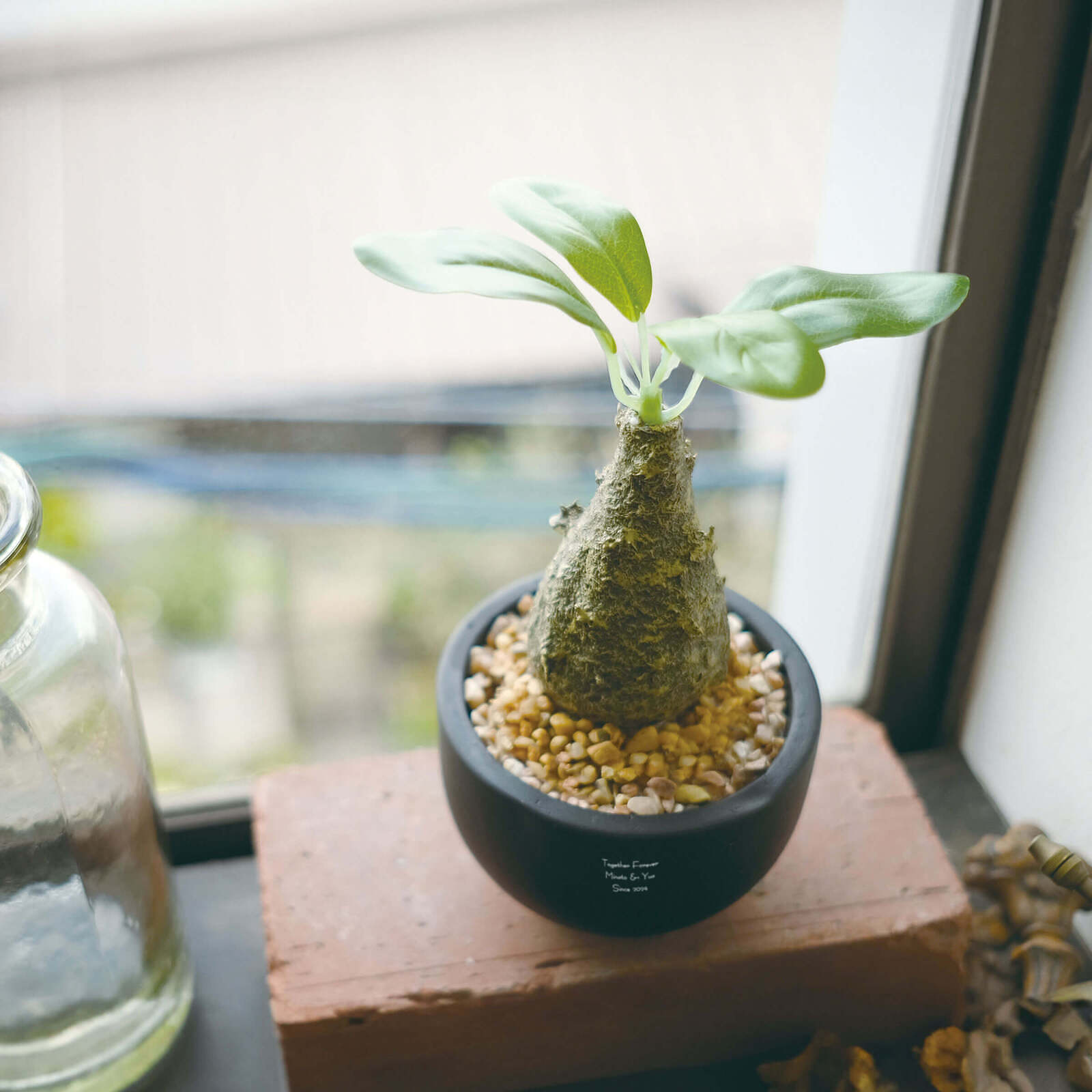 絶対枯らさない観葉植物
