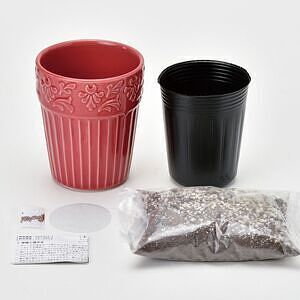 グレイスガーデン ワイルドストロベリー 2