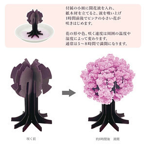 おうちで開花が楽しめる 桜の都 2