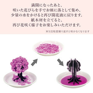 おうちで開花が楽しめる 桜の都 3