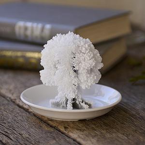 おうちで開花が楽しめる 桜の都 8