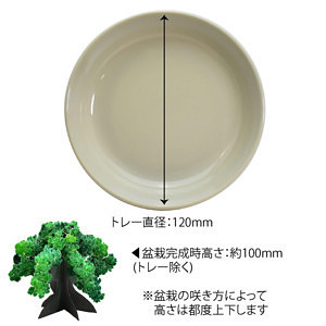 おうちで開花が楽しめる 桜の都 19