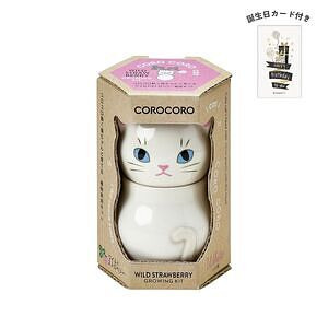 コロコロキャット 白 ワイルドストロベリー 誕生日カード付 名入れ可能