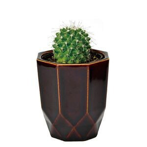 ハチカク カクタス 茶 丸サボテン 名入れ可能