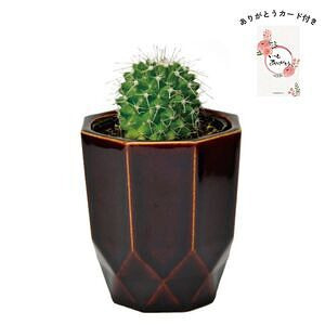 ハチカク カクタス 茶 丸サボテン ありがとうカード付 名入れ可能