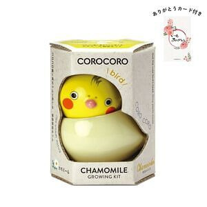 コロコロバード オカメ カモミール ありがとうカード付 名入れ可能