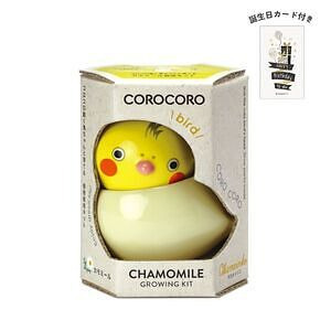 コロコロバード オカメ カモミール 誕生日カード付 名入れ可能