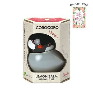 コロコロバード ブンチョウ レモンバーム 母の日カード付 名入れ可能