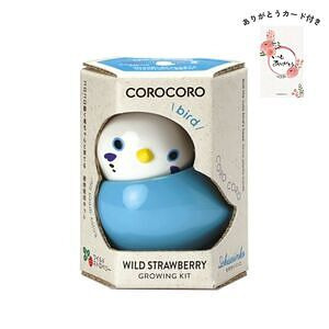 コロコロバード セキセイ ワイルドストロベリー ありがとうカード付 名入れ可能