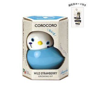 コロコロバード セキセイ ワイルドストロベリー 誕生日カード付 名入れ可能