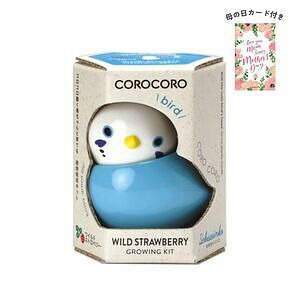 コロコロバード セキセイ ワイルドストロベリー 母の日カード付 名入れ可能