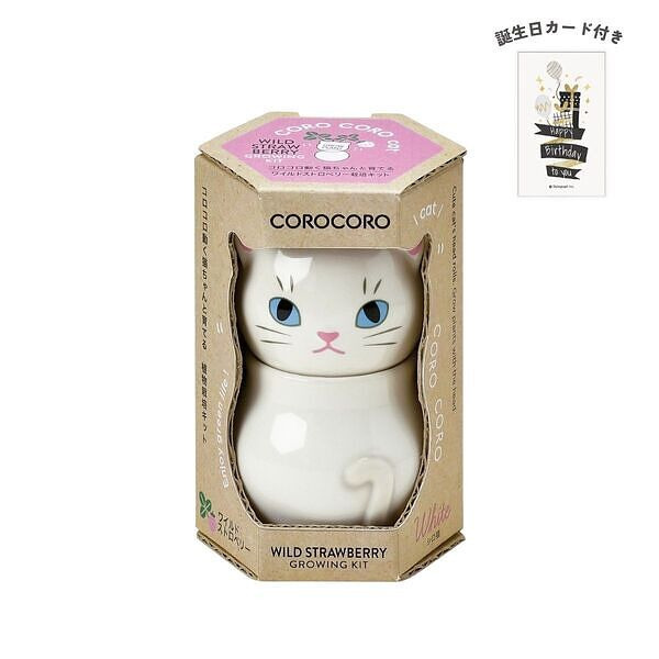 コロコロキャット 白 ワイルドストロベリー 誕生日カード付